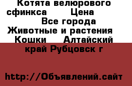 Котята велюрового сфинкса. .. › Цена ­ 15 000 - Все города Животные и растения » Кошки   . Алтайский край,Рубцовск г.